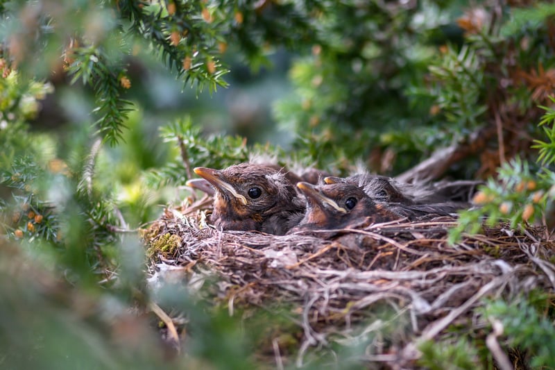Griffin Nest Plans