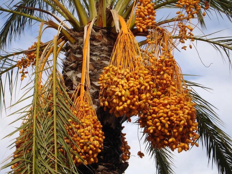 Phoenix Palm Species