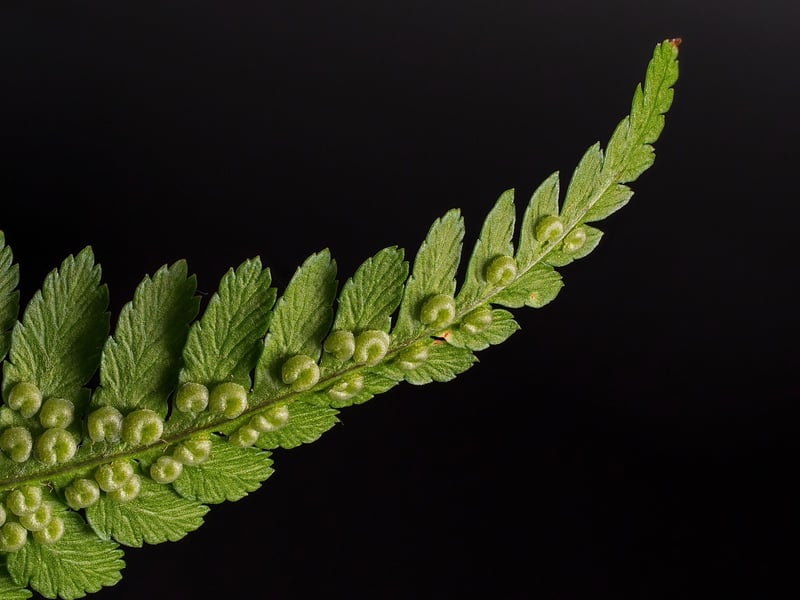 Unicorn Horn Ferns
